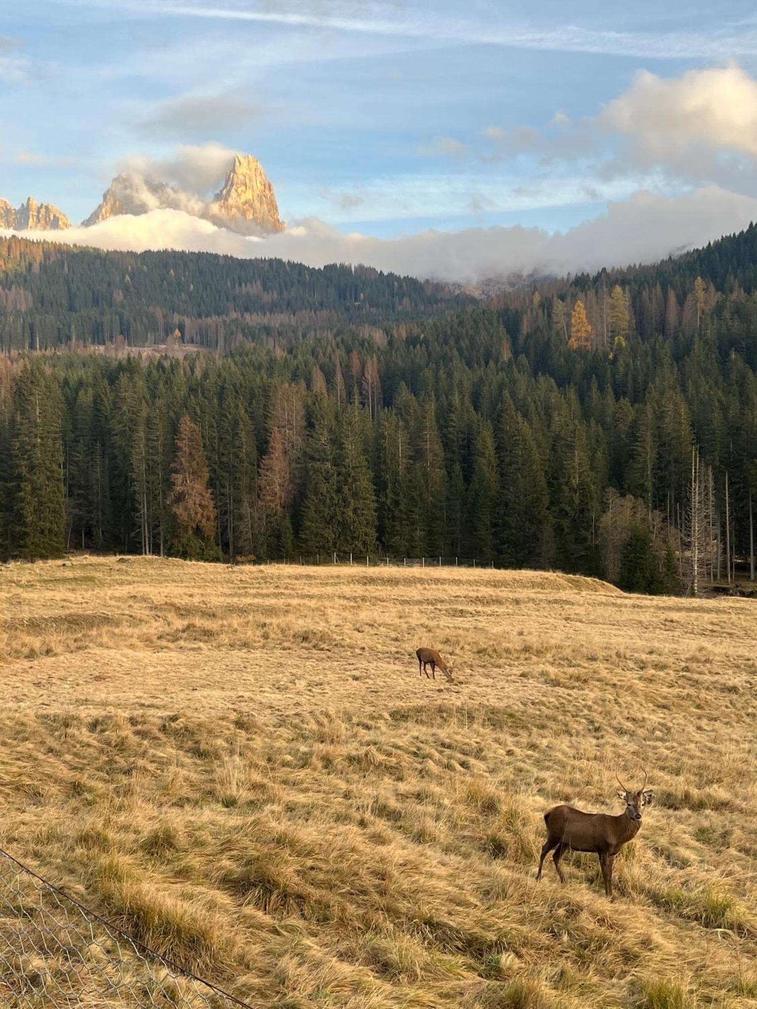 Castel Madonna Aparthotel San Martino Di Castrozza Εξωτερικό φωτογραφία